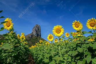 Beautiful sunflower field on summer with blue sky  at Lop buri