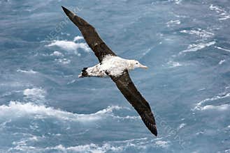 Albatross in flight