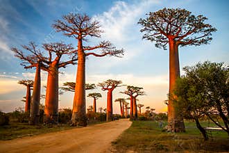 Beautiful Baobab trees at sunset at the avenue of the baobabs in Madagascar