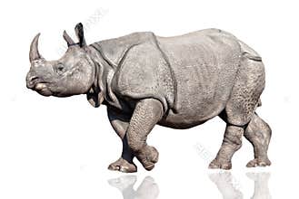 Rhino