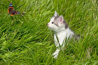 Kitten in the grass