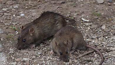 Two Brown Rats Foraging For Food