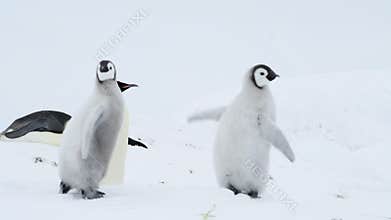 Emperor Penguin with chick in Antarctica