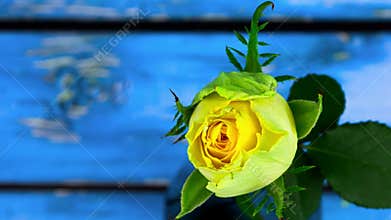 Timelapse of flowering and wilting of rose flower cycle of life and death of plant