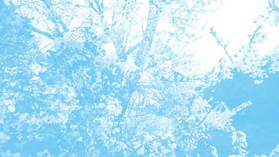 Light blue looped animation for backdrop. Springtime flowers parade over branches scrolling in background.