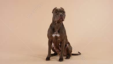 Front view of an American Pit Bull Terrier sitting fulllength, looking in front of him and licking his lips. Purebred