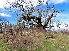 Veeder Pond Bench in Garland Ranch Regional Park