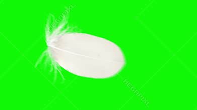 Flying And Falling Feather On Green And Black Backgrounds. Bottom View.