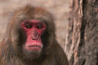 The sad monkey