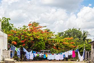 Clothing hanging on line to dry on drooping line by Mexican house with Royal Poinciana tree and SUV parked behind under cloudy sky