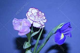 The very pretty colorful spring flowers close up