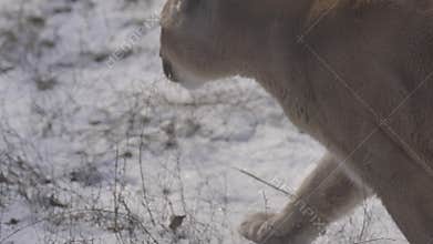 Puma in the woods, Mountain Lion, single cat on snow. Cougar walks through the winter forest. 4K slow motion, ProRes 422