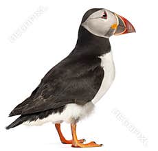 Atlantic Puffin or Common Puffin