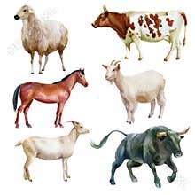 Watercolor illustration, bull, horse, sheep, goat and cow. The symbol of the new year, animals on the farm. Watercolor drawing