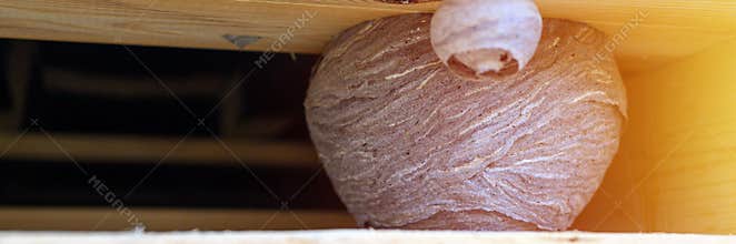 A nest or a hive of wild wasps in a niche under the roof of a wooden village house. banner. flare.