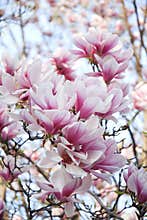 Magnolia pink flowers