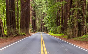 Scenic route in Navarro River Redwoods State Park