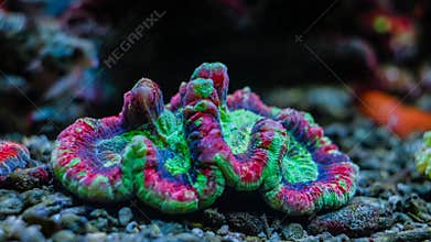 Underwater multi color neon coral reef on aquarium tank