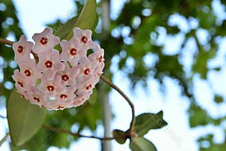 Nature\'s Delicate Masterpiece: Hoya Carnosa, the Porcelain Flower, Blooming in a Serene Home Garden