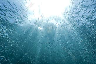 Sun Rays & School of Fish