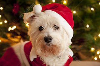 Cute dog in santa suit