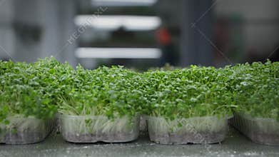 eco lifestyle, organic sprouts of young microgreens are watered from a spray bottle on shelves in a greenhouse