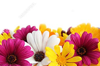 Spring daisy border