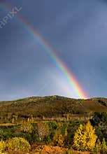 Rainbow over Forest