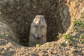Popandau european - European ground squirrel - Spermophilus citellus