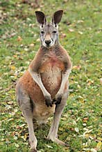 Standing red kangaroo