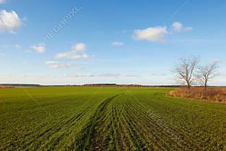 Winter grain crops green field background