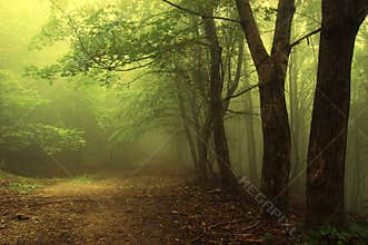Green forest with fog