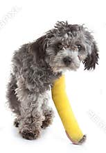 Dog with a broken leg