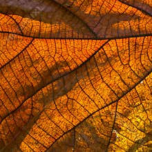 Teak's dry leaf