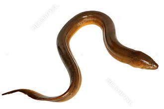 Eel.