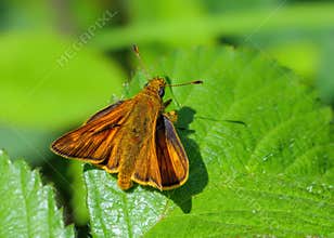Large Skipper butterfly - Ochlodes sylvanus resting on a leaf
