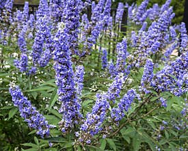 Closeup view of purple blooms of Vitex agnus-castus on the campus of the University of Arlington, Texas.