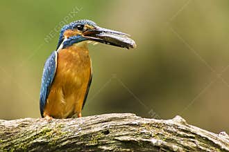 Kingfisher (Alcedo atthis)
