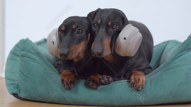 Two cute dachshund dogs are chilling, lying in pet bed with headphones on their heads, listening to music together. Pets