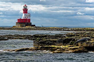 Common Seals and Longstone Lighthouse in the farne Islands - United Kingdom