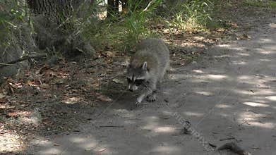 Raccoon walking on a trail in Florida