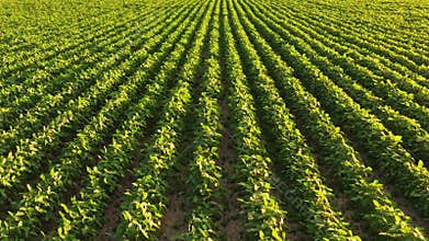 An aerial shot of young soybean field ripening at summer season,