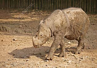 Javan Rhinoceros (Rhinoceros sondaicus)
