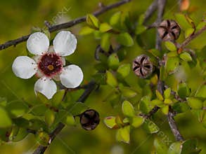 Detail of manuka flower