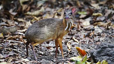 Mouse-deer