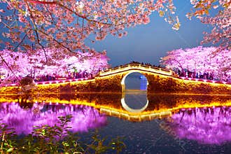 Night Sakura with colorful lights, The Turtle Head Park, Wuxi, Jiangsu, China
