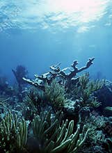 Elkhorn reef