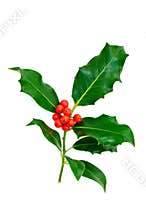 Branch holly leaves with red berries.