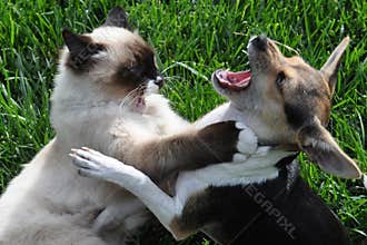 cat and dog wrestling
