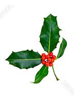 Holly leaves with red berries, isolated.